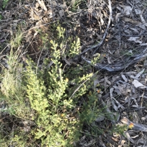 Pultenaea procumbens at Farrer, ACT - 18 Sep 2021 04:32 PM