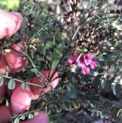 Indigofera adesmiifolia (Tick Indigo) at Farrer, ACT - 18 Sep 2021 by Tapirlord