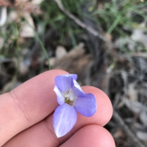 Wahlenbergia stricta subsp. stricta at Farrer, ACT - 18 Sep 2021
