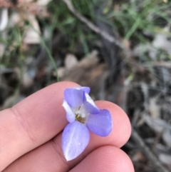 Wahlenbergia stricta subsp. stricta (Tall Bluebell) at Farrer, ACT - 18 Sep 2021 by Tapirlord