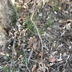 Wahlenbergia stricta subsp. stricta at Farrer, ACT - 18 Sep 2021