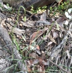 Wahlenbergia stricta subsp. stricta at Farrer, ACT - 18 Sep 2021