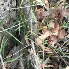 Wahlenbergia stricta subsp. stricta at Farrer, ACT - 18 Sep 2021