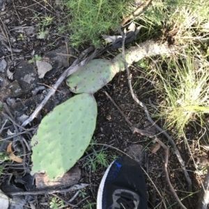 Opuntia stricta at Farrer, ACT - 18 Sep 2021