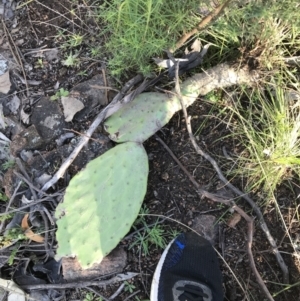 Opuntia stricta at Farrer, ACT - 18 Sep 2021