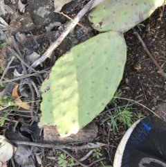 Opuntia stricta at Farrer, ACT - 18 Sep 2021 04:24 PM