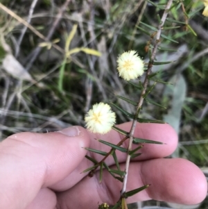 Acacia ulicifolia at Tuggeranong DC, ACT - 18 Sep 2021