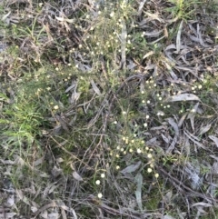 Acacia ulicifolia at Tuggeranong DC, ACT - 18 Sep 2021 04:17 PM