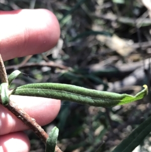 Billardiera scandens at Tuggeranong DC, ACT - 18 Sep 2021