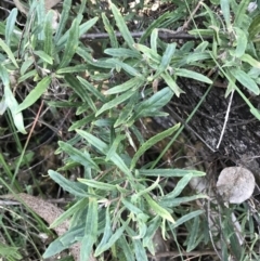 Billardiera scandens at Tuggeranong DC, ACT - 18 Sep 2021