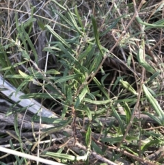 Billardiera scandens at Tuggeranong DC, ACT - 18 Sep 2021