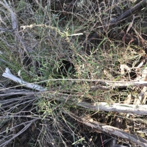 Billardiera scandens at Tuggeranong DC, ACT - 18 Sep 2021