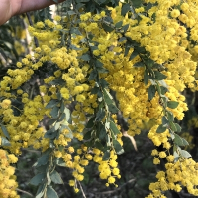 Acacia vestita (Hairy Wattle) at Farrer Ridge - 18 Sep 2021 by Tapirlord