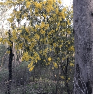 Acacia vestita at Tuggeranong DC, ACT - 18 Sep 2021 04:03 PM