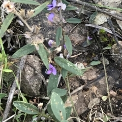 Hovea heterophylla (Common Hovea) at Farrer Ridge - 18 Sep 2021 by Tapirlord