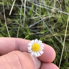 Calotis anthemoides (Chamomile Burr-daisy) at Farrer Ridge - 18 Sep 2021 by Tapirlord