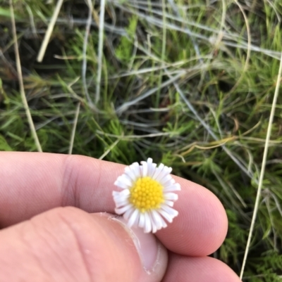 Calotis anthemoides (Chamomile Burr-daisy) at Farrer Ridge - 18 Sep 2021 by Tapirlord