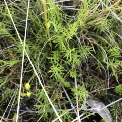 Calotis anthemoides at Tuggeranong DC, ACT - 18 Sep 2021