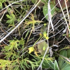 Calotis anthemoides at Tuggeranong DC, ACT - 18 Sep 2021