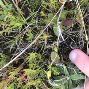 Calotis anthemoides at Tuggeranong DC, ACT - 18 Sep 2021