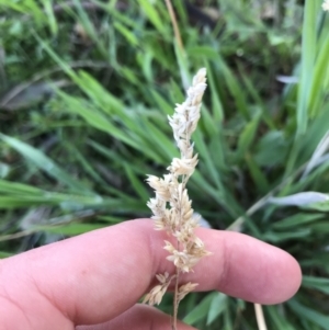 Holcus lanatus at Tuggeranong DC, ACT - 18 Sep 2021