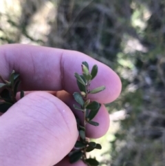 Leptospermum sp. (Tea Tree) at Tuggeranong DC, ACT - 18 Sep 2021 by Tapirlord