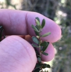 Leptospermum sp. at Tuggeranong DC, ACT - 18 Sep 2021