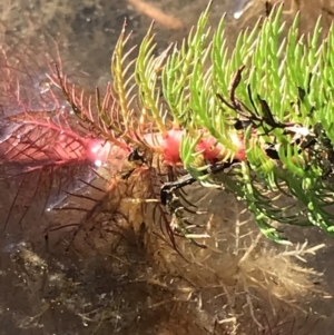 Myriophyllum sp. at Tuggeranong DC, ACT - 18 Sep 2021