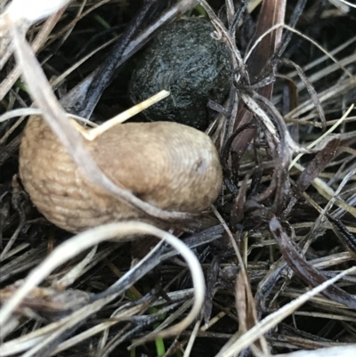 Deroceras reticulatum (Grey Field Slug) at Farrer Ridge - 18 Sep 2021 by Tapirlord