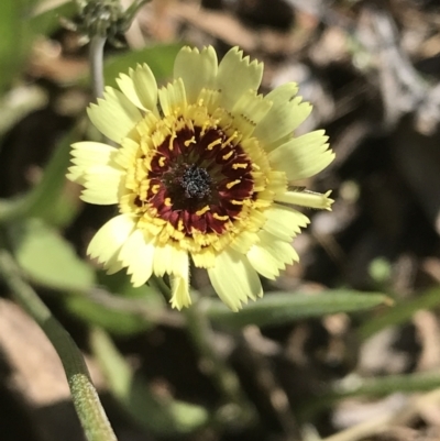 Tolpis barbata (Yellow Hawkweed) at Tuggeranong DC, ACT - 18 Sep 2021 by Tapirlord