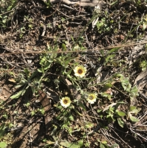 Tolpis barbata at Tuggeranong DC, ACT - 18 Sep 2021