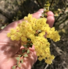 Acacia pravissima (Wedge-leaved Wattle, Ovens Wattle) at Farrer Ridge - 18 Sep 2021 by Tapirlord