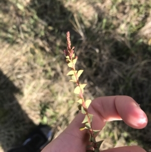 Acacia pravissima at Farrer, ACT - 18 Sep 2021 03:05 PM