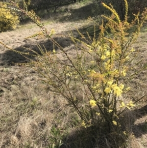 Acacia pravissima at Farrer, ACT - 18 Sep 2021 03:05 PM