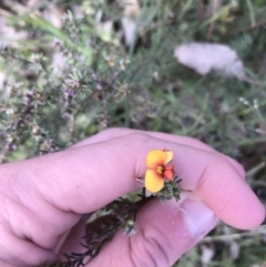 Dillwynia sericea (Egg And Bacon Peas) at Farrer Ridge - 18 Sep 2021 by Tapirlord