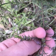 Dillwynia sericea at Farrer, ACT - 18 Sep 2021