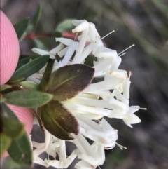 Pimelea linifolia subsp. linifolia (Queen of the Bush, Slender Rice-flower) at Farrer, ACT - 18 Sep 2021 by Tapirlord