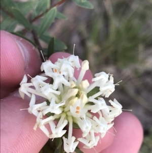 Pimelea linifolia subsp. linifolia at Farrer, ACT - 18 Sep 2021