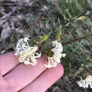 Pimelea linifolia subsp. linifolia at Farrer, ACT - 18 Sep 2021 02:58 PM