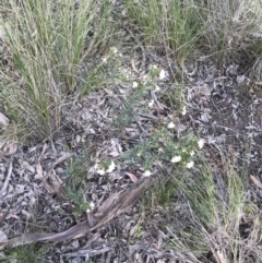 Pimelea linifolia subsp. linifolia at Farrer, ACT - 18 Sep 2021 02:58 PM