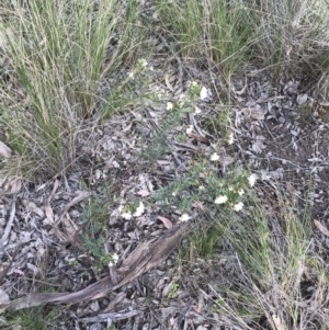 Pimelea linifolia subsp. linifolia at Farrer, ACT - 18 Sep 2021 02:58 PM