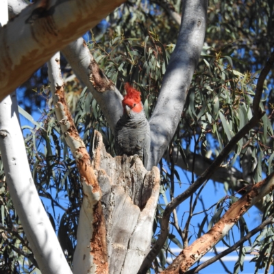 Callocephalon fimbriatum (Gang-gang Cockatoo) at Acton, ACT - 22 Sep 2021 by HelenCross