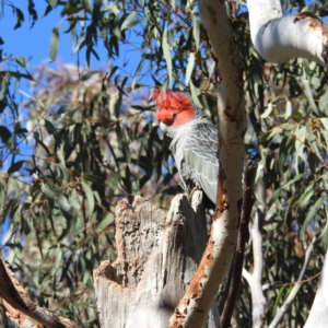 Callocephalon fimbriatum at Acton, ACT - suppressed