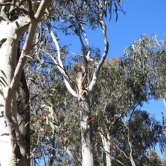 Callocephalon fimbriatum at Acton, ACT - suppressed