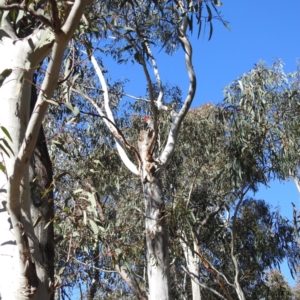 Callocephalon fimbriatum at Acton, ACT - suppressed