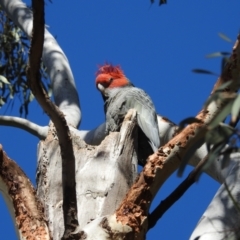 Callocephalon fimbriatum at Acton, ACT - suppressed