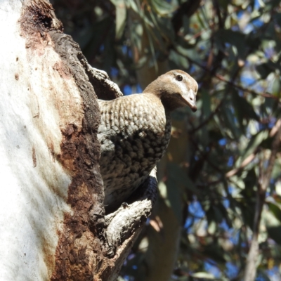 Chenonetta jubata (Australian Wood Duck) at Acton, ACT - 22 Sep 2021 by HelenCross