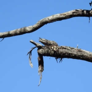 Podargus strigoides at Acton, ACT - suppressed