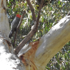 Callocephalon fimbriatum (Gang-gang Cockatoo) at ANBG - 22 Sep 2021 by HelenCross