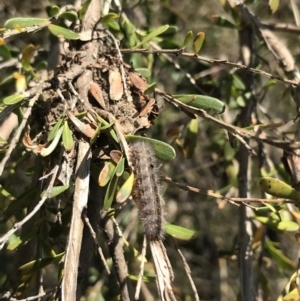 Epicoma (genus) at Tuggeranong DC, ACT - 18 Sep 2021